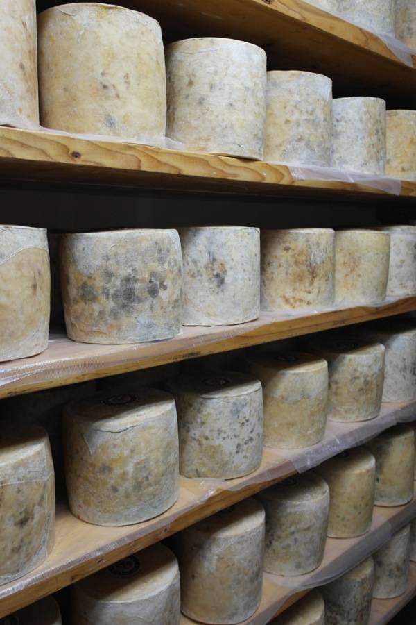 Bravo Farms Cheese Tasting Visalia 2
