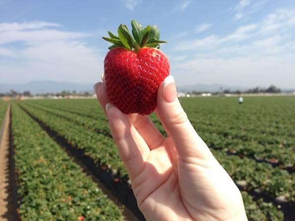 #JustAddStrawberries #California #Travel #spon