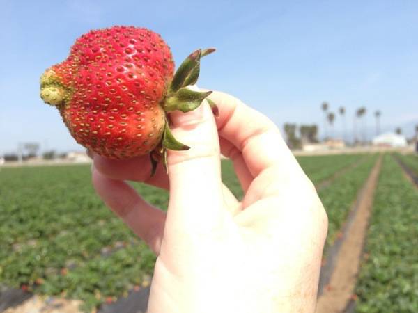 #JustAddStrawberries #California #Travel #spon