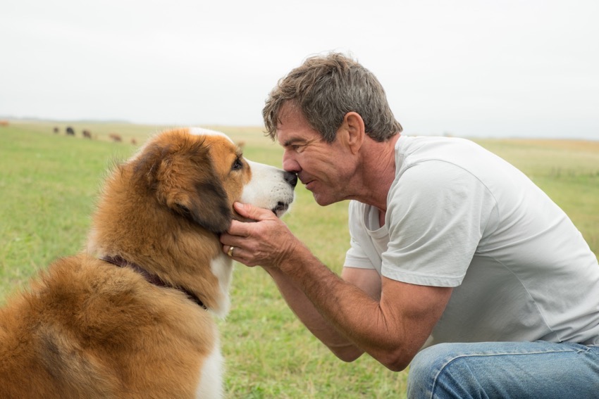 #ADogsPurpose #Movie #Giveaway #ad